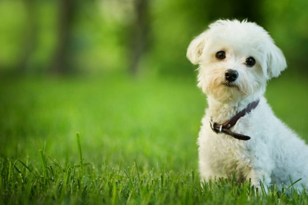 small-dog-breeds